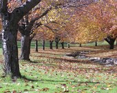 Two Seasons Treeline Collection - Two 16 X 20 Fine Art Photographs - Nature - Landscape