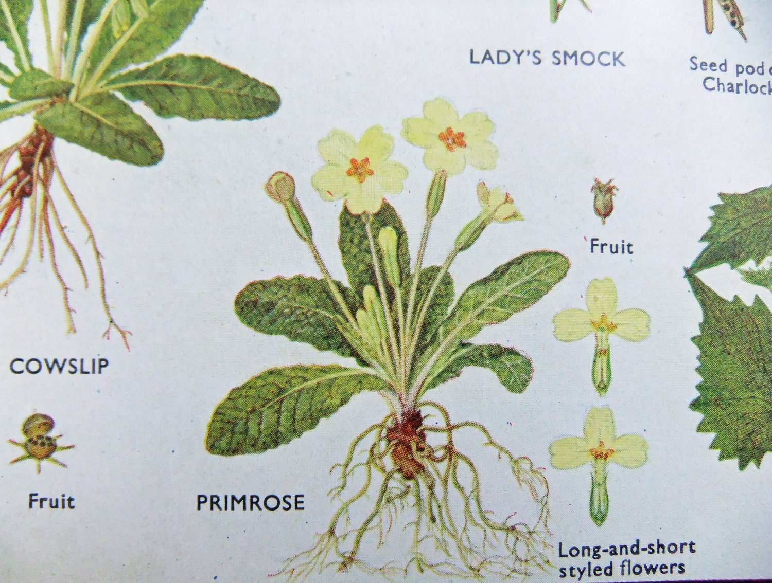 Set of Two Vintage Flower Pictures - Botanical Illustrations - Yellow Spring Flowers - Great Home Decor - Spring Decorations
