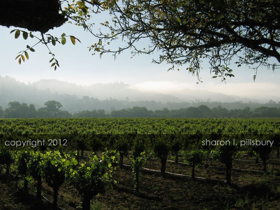 Receding Fog in the Vineyard - 8x10 Fine Art Photograph, Landscape Photography