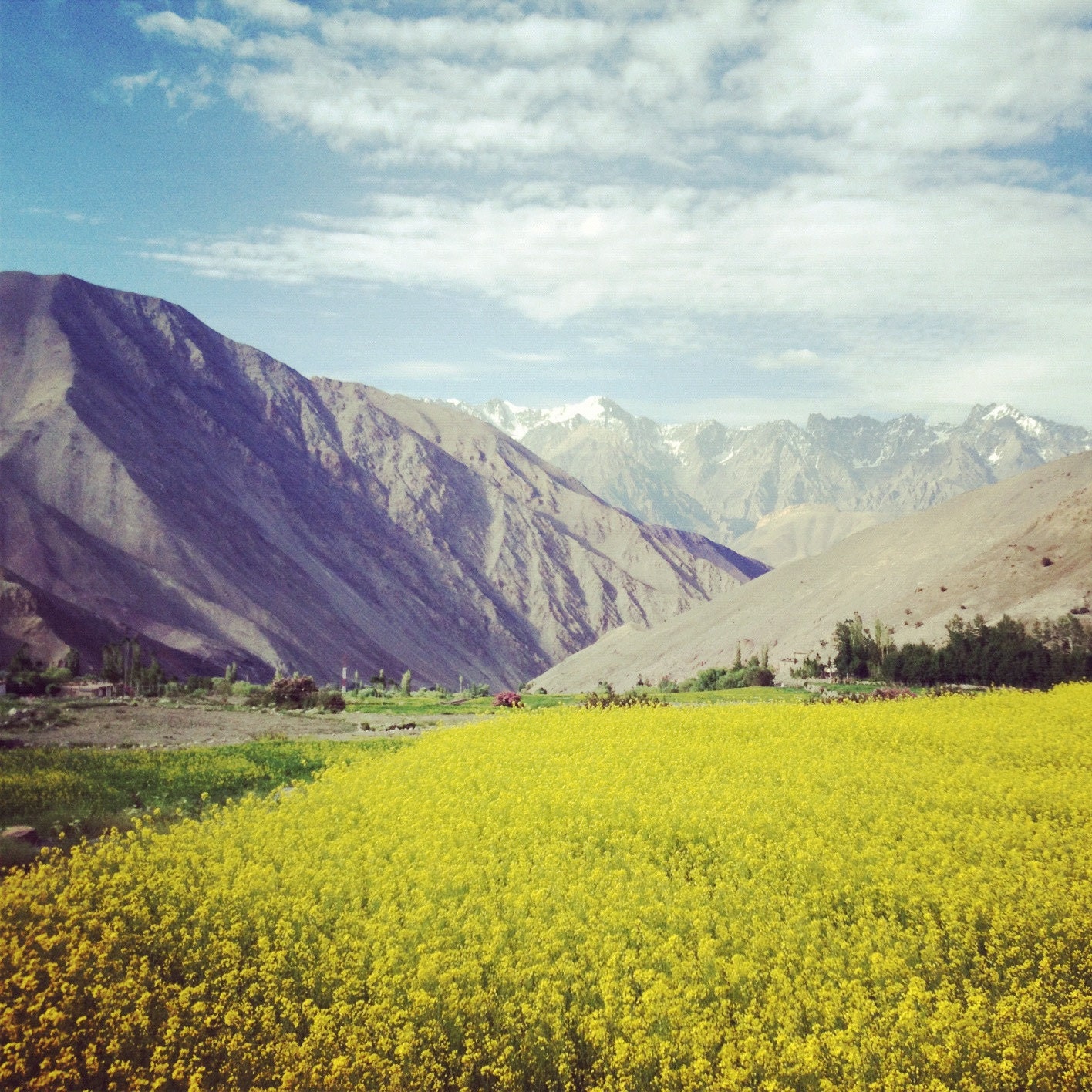 Daisies (8x8" Canvas Photo) - Hiking through the Ladakh Mountains in India