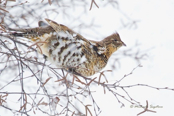 Ruffed GROUSE - Wildlife Photography, Fine Art  WATERCOLOUR Paper Giclée Print,8"x12"' no frame,Snow,Yule,Christmas