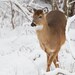 Winter Doe - Wildlife Photography, Fine Art  WATERCOLOUR Paper Giclée Print,10"x15"' no frame,Snow,Yule,Christmas