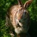 COTTONTAIL RABBIT - Wildlife Photography, Fine Art  WATERCOLOUR Paper Giclée Print,8"x10" Paper,No Frame