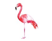 Flamingo - 8 x 10 inch print of original illustration - Beautiful colourful bird