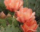 Winter Hardy Prickly Pear Cactus Large Peachy Pink Blossoms