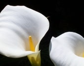 White Calla Lily Photo, 11X14 Print, Unique Wall Art, Shabby Chic, Feminine, Large Home Decor
