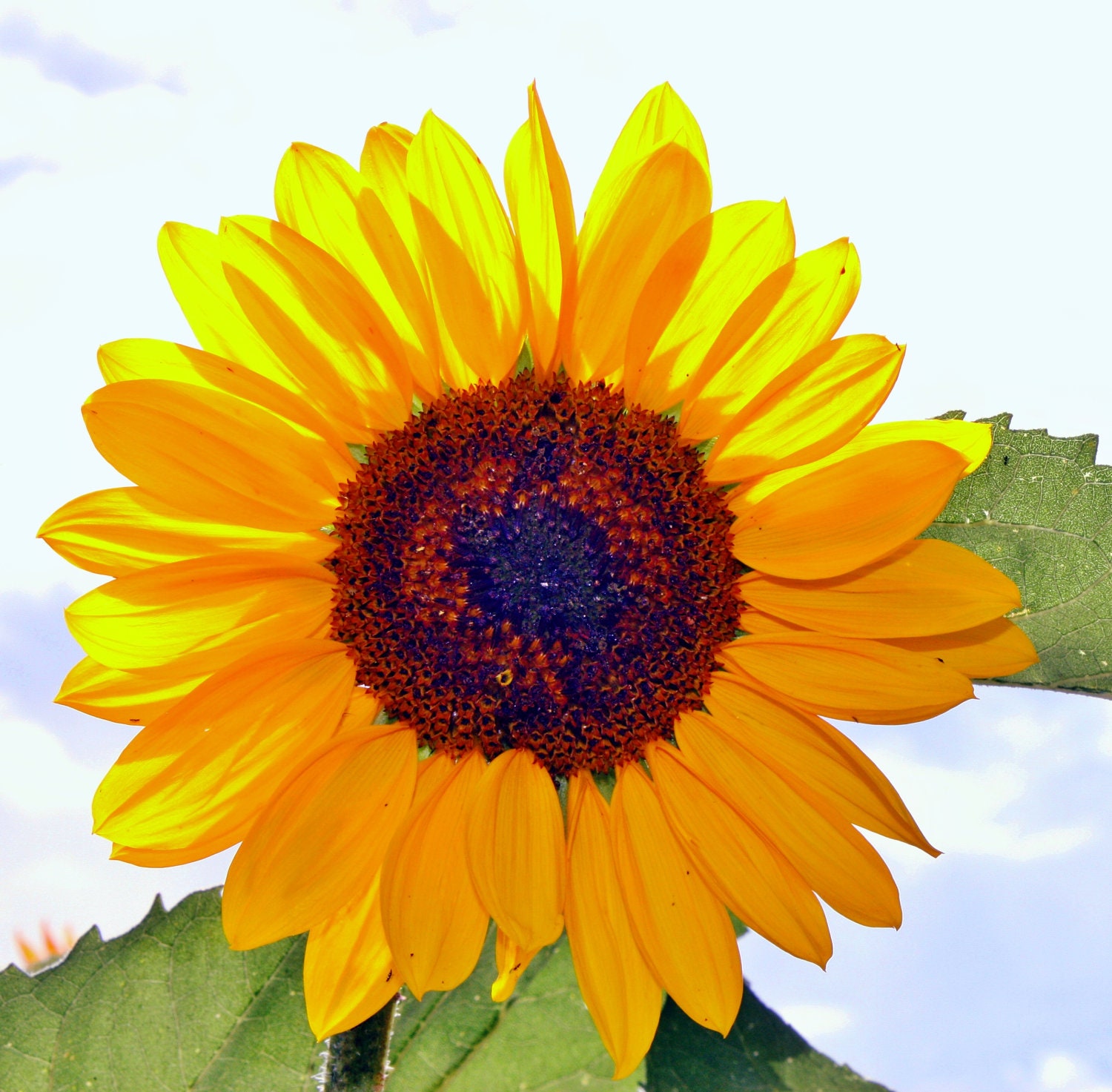 Yellow Sunflower Photo, 11x14 Print, Unique Wall Art, Shabby Chic, Bright Colors, Gift, Affordable Home Decor, Large Wall Art