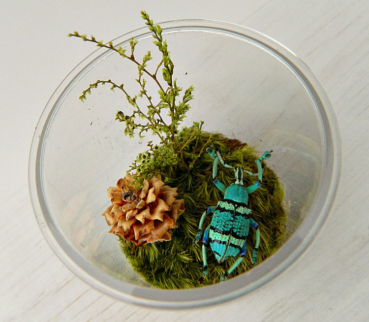 Bug Terrarium Kit, Real Dried Bug in Acrylic Jar Kit for Kids