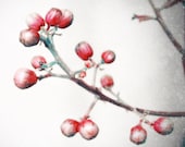 Red Winter Berries Fine Art Photography-  Snow, Nature, Flower, Dreamy Wall Decor - HoneySparrow