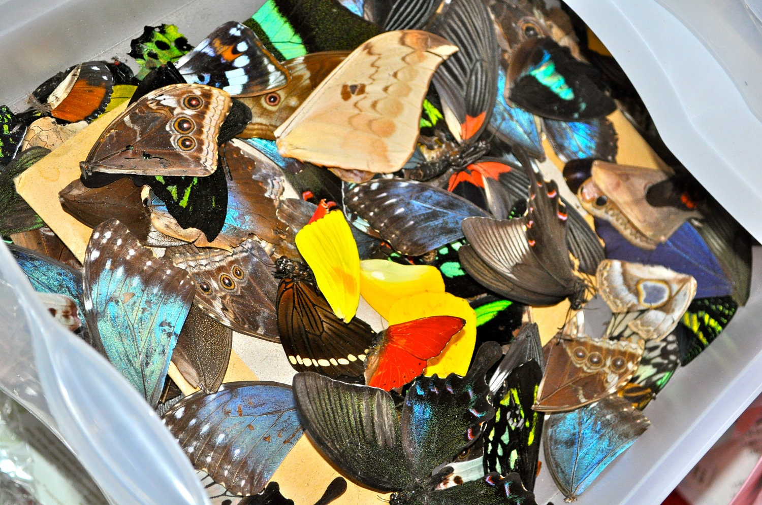 De-Stash:  Real Butterfly Wings