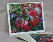 Holly Berry Notecards, set of 4 Cards Blank Art Red Green Christmas Holiday Winter Botanic Evergreen Digital Photography