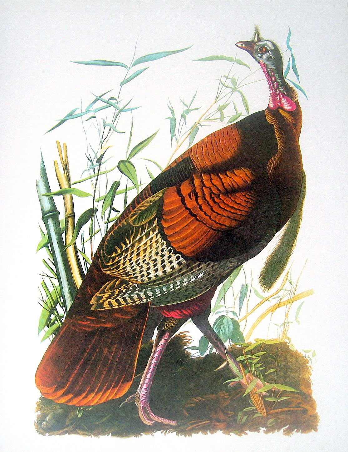 Wild Turkey Gobbler 1987 Vintage Audubon Bird Print Book Plate