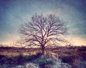 Nature photography, Landscape photography, Winter wonderland, Dreamy rustic woodland, Tree photography, Fine Art Photography  5x7(13x18cm)