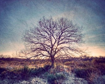 Nature photography, Landscape photography, Winter wonderland, Dreamy rustic woodland, Tree photography, Fine Art Photography  5x7(13x18cm)