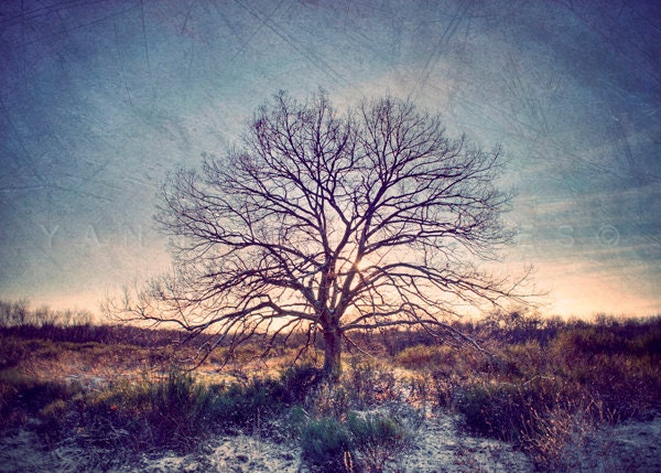 Nature photography, Landscape photography, Winter wonderland, Dreamy rustic woodland, Tree photography, Fine Art Photography 5x7(13x18cm)