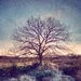 Nature photography, Landscape photography, Winter wonderland, Dreamy rustic woodland, Tree photography, Fine Art Photography 5x7(13x18cm)