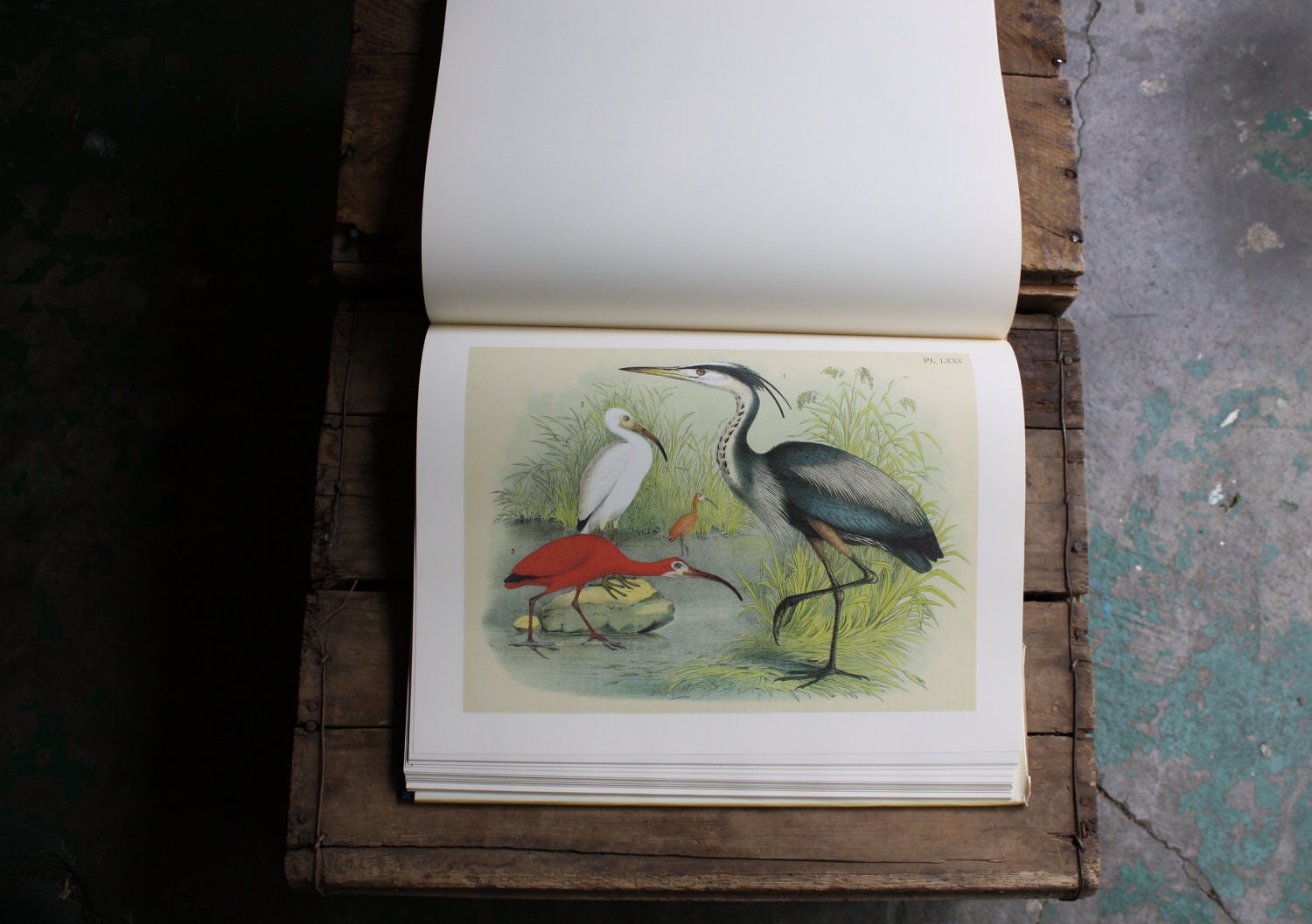 The Birds of North America