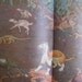 vintage 1960s non-fiction book // The Evidence of Evolution