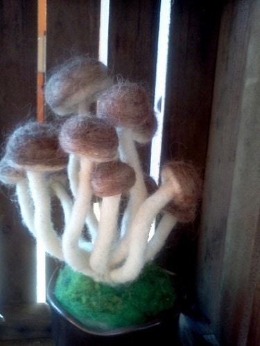 Little Pot O' Mushrooms