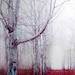 Woodland Photography, Fairy tale, Tree, Gray, Red, Mist, fog, Trees, Titanium, Crimson, Silver, wall decor