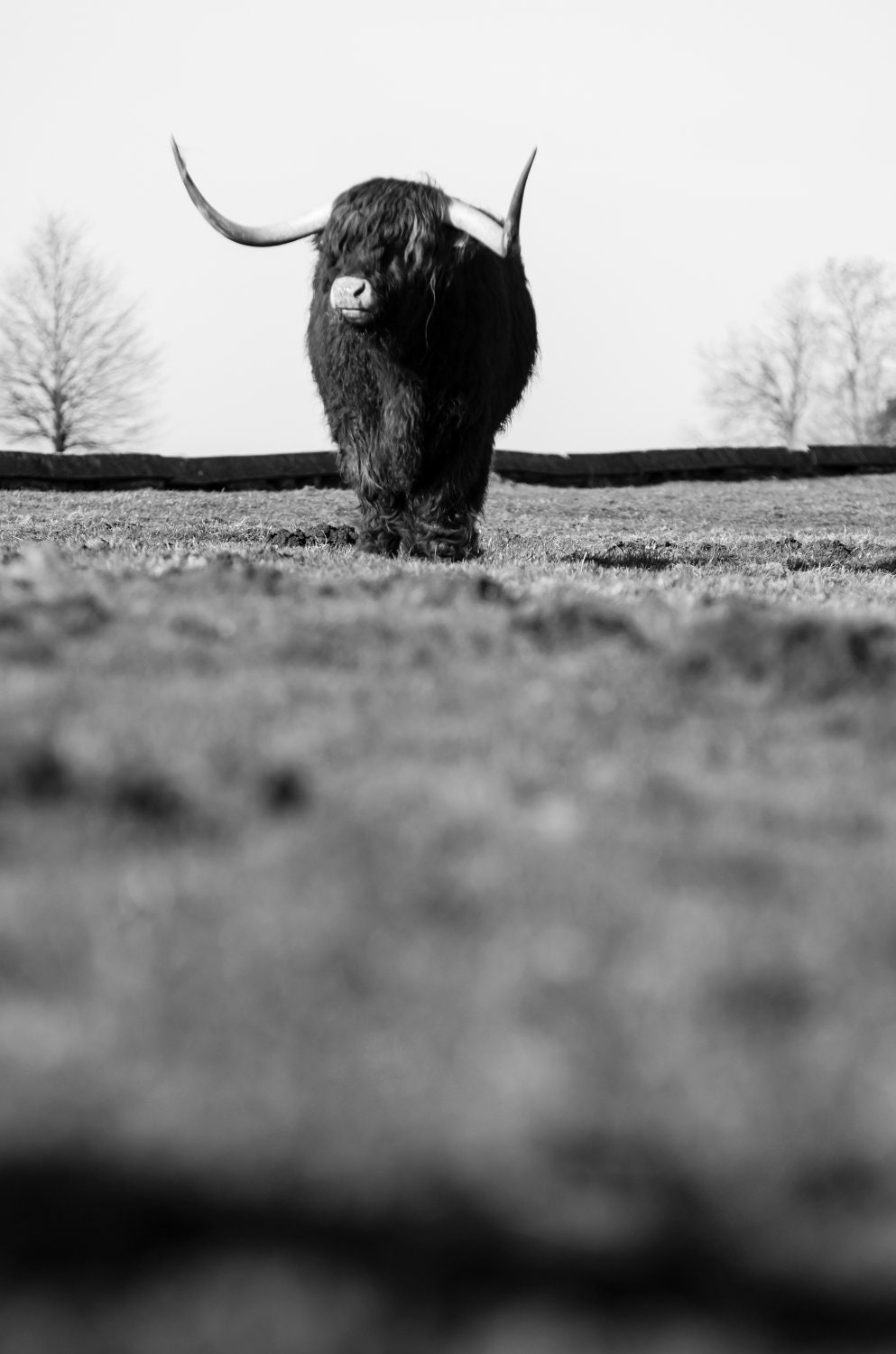 Highland Cattle 17 - Fine Art Photography - Highland Cow - Nature Photography - 7x5 Print