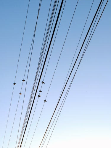 Birds On A Wire Photograph 5x7 - Nature prints