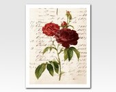 Art Print A4 Print Maroon Rose on Vintage Ephemera Home Décor Original Design by Adidit Print no. 070