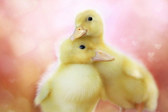 Duck Photography, Baby Girl Nursery Decor, Pink Nursery Decor, Cute Picture of Ducks, Twins Wall Art, Yellow Pink, Baby Animals 8x10 Print
