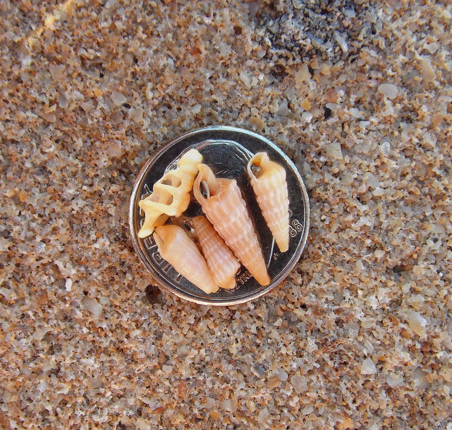 5 Mini Teeny Tiny Florida Seashells -  Under 5 - Crafting