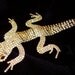 Vintage Lizard Brooch or Pin, Articulated, Gold Colored Lizard with Crystal Rhinestones, Vintage 1985