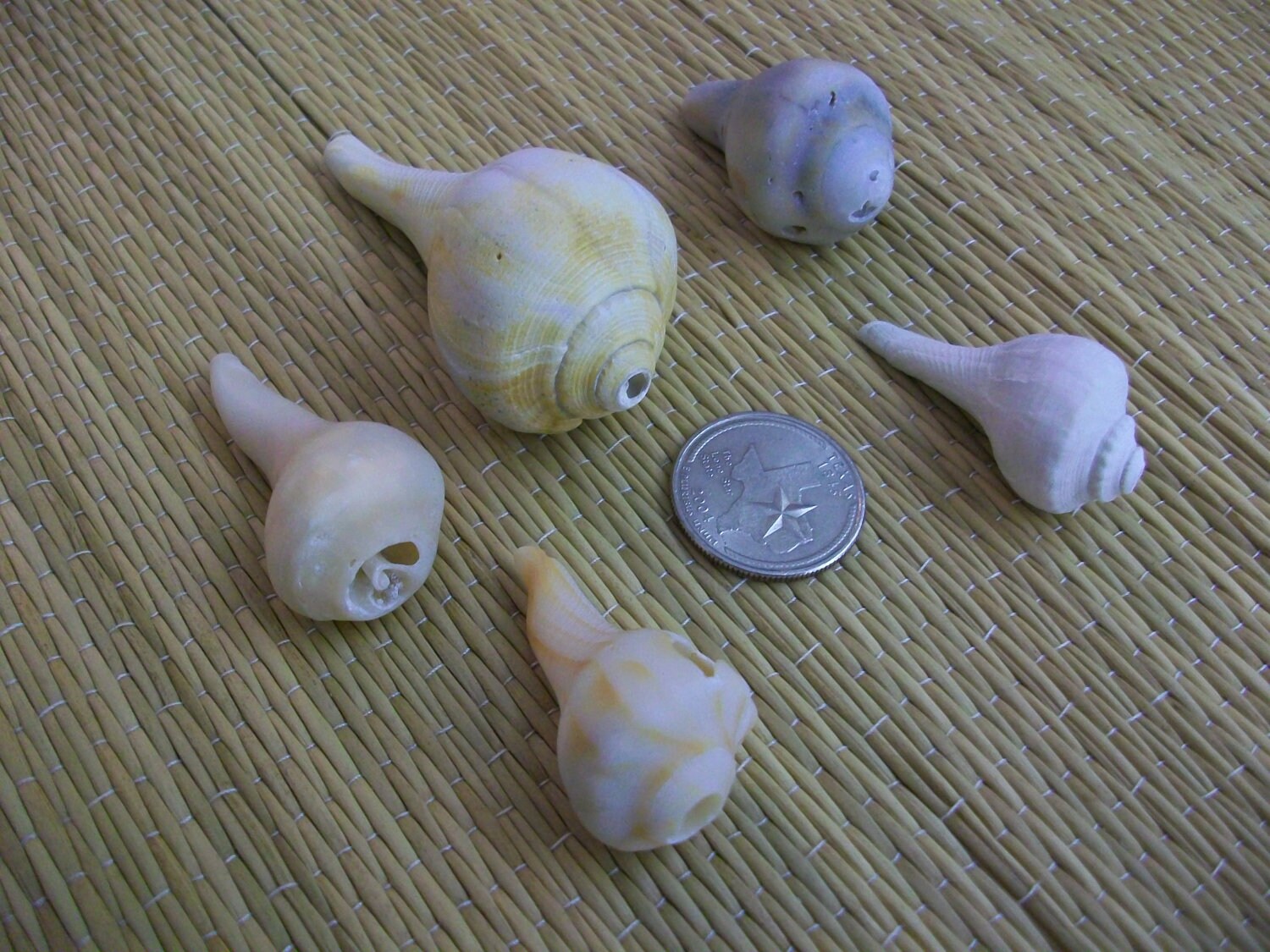 Broken+Seashell+Crafts Broken Seashell Crafts http://www.etsy.com/listing/114714416/natural ...