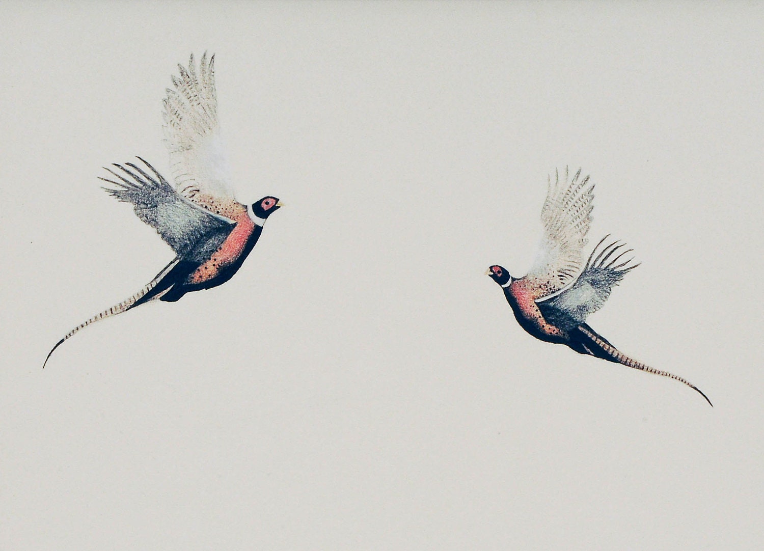 Valentines Bird Art Pheasants Flying, limited edition print of original - romantic, valentines, illustration, wedding gift - StudioLavaan