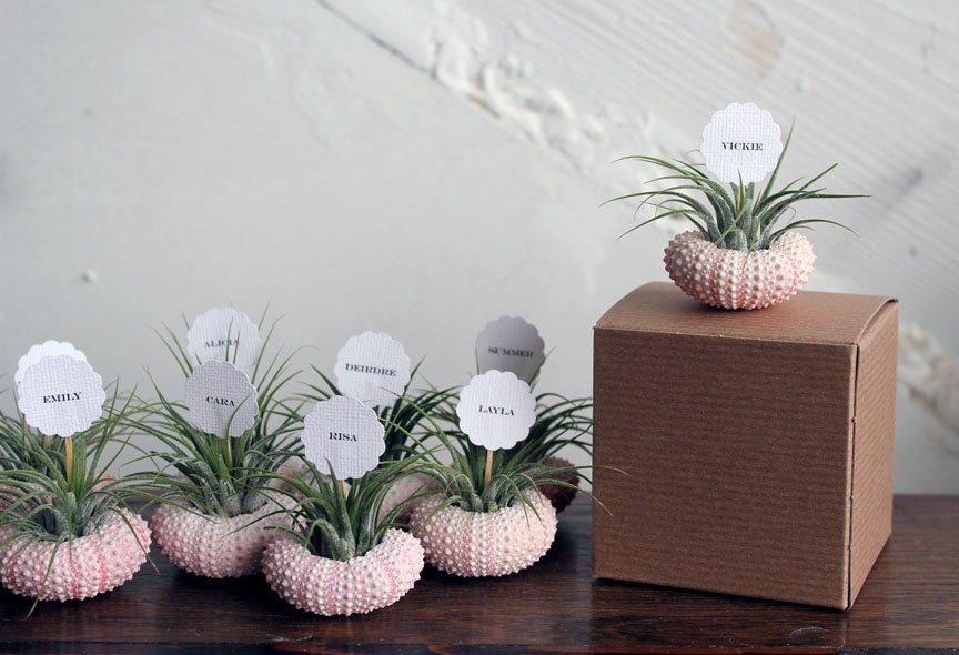 air plant party favors // place markers qty. 25