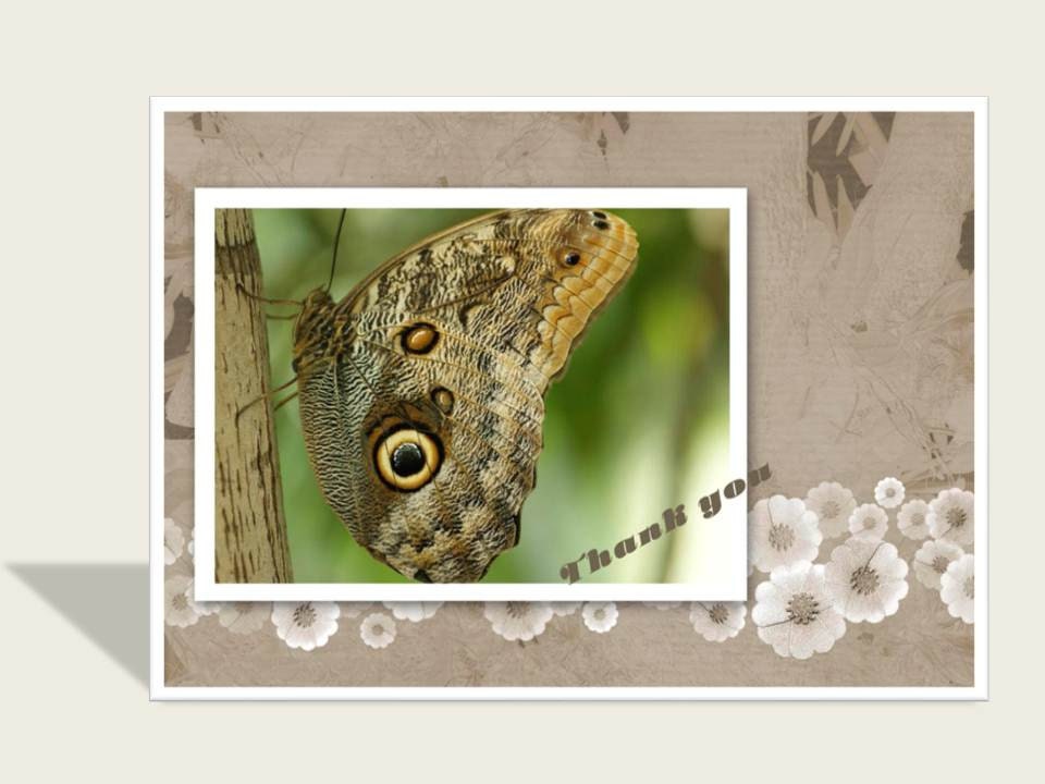 Photo of an Owl butterfly thank you card / Butterfly card / nature photo / brown butterfly / floral background