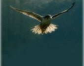 Angel Falcon Square 5X5 Photograph, Falconry, Falconer, Bird of Prey, Raptors, Wings and Feathers Fly