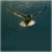 Angel Falcon Square 5X5 Photograph, Falconry, Falconer, Bird of Prey, Raptors, Wings and Feathers Fly