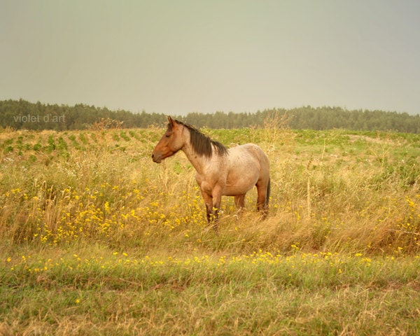 25% Off SALE 8x10 Horse Photo. Fine Art Photograph, Photo print, yellow, summer, autumn, flowers