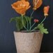 California Poppy (Eschscholzia California) small potted felt plants