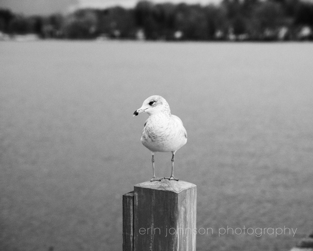 bird photography black and white seagull photography white decor nature photograph 8x10 no 2