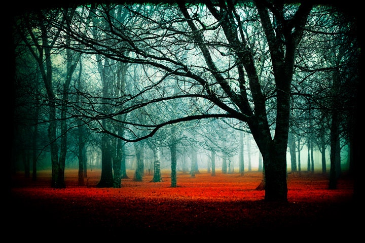 Enter - Fairytale Photography - red enchanted forest - trees woods landscape - fog photos