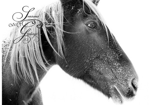 Horse photography holiday cards - set of 5, Christmas cards, winter horse photograph, snow