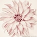 Flower Photography, Fine Art Print, Dusty Pink, Girl Nursery Decor,  Floral Photo, 8x8 Photograph, Dahlia Photo, Minimalist Print