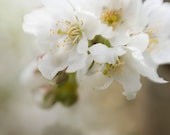 White Pear Blossoms Photograph, Nature Photography,  Monochromatic Shabby Chic Wall Decor, Vintage Inspired