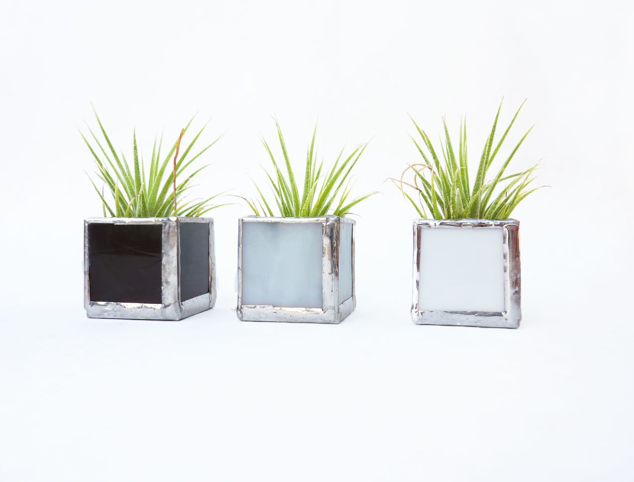 Air plant holder - Three stained glass cubes - Black, white, and grey with Tillandsia Air Plant