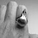 homeward bound. sparrow skull ring.