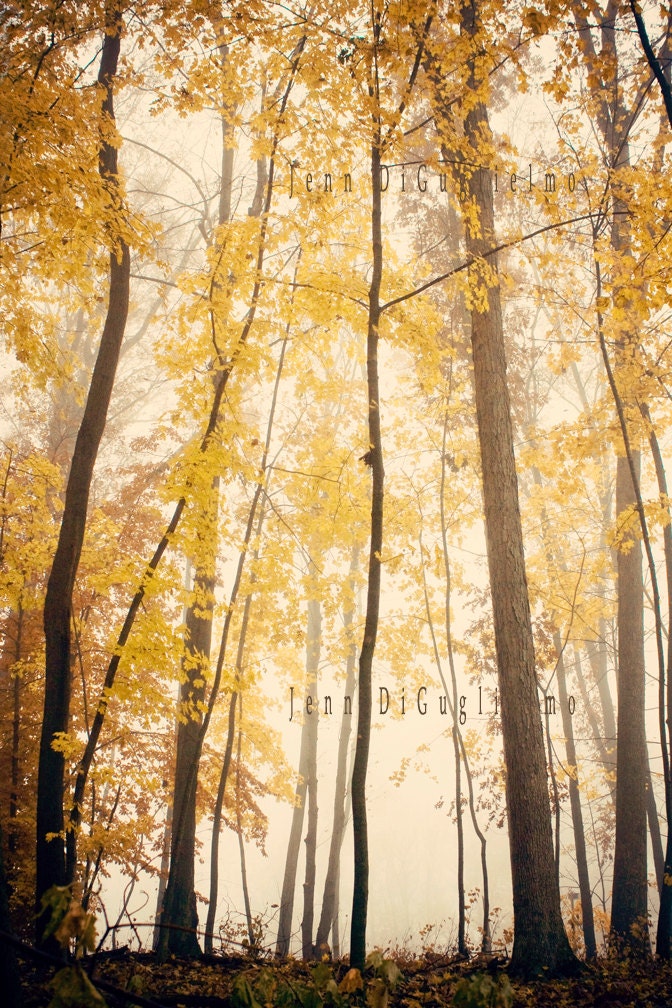 SALE -  Fine art photography autumn woods imagery -  16x24 large print trees photography print yellow gold tall trees vertical