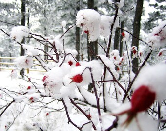 Winter Rose Garden -Red Home Decor -Rose Hip -Red Rose -Gifts for Her -Garden Art -Botanical Print -8x8 Colorado Fine Art Square Photograph