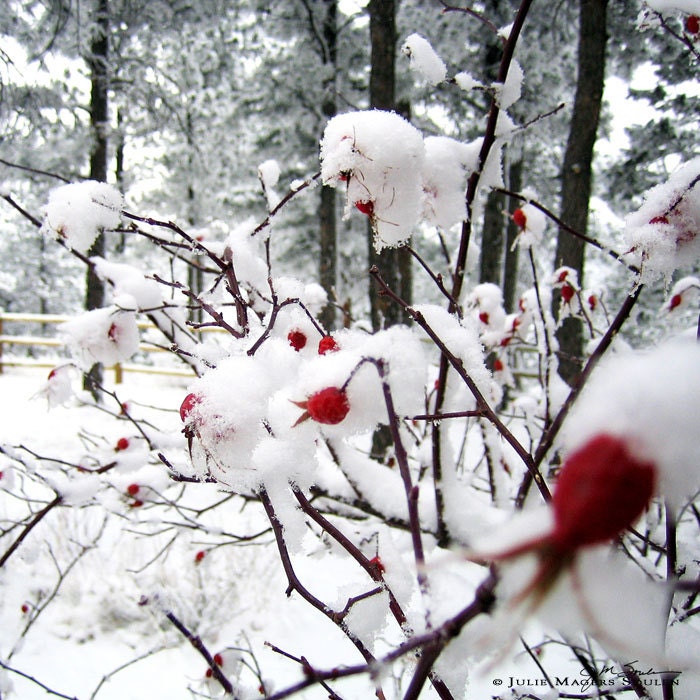 Winter Rose Garden -Red Home Decor -Rose Hip -Red Rose -Gifts for Her -Garden Art -Botanical Print -8x8 Colorado Fine Art Square Photograph