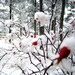 Winter Rose Garden -Red Home Decor -Rose Hip -Red Rose -Gifts for Her -Garden Art -Botanical Print -8x8 Colorado Fine Art Square Photograph