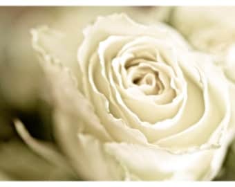 Winter Rose, white, flower, winter, christmas, A Christmas Rose, nature fine art print 8x12